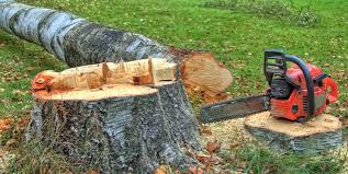 How Our Tree Care Process Works  in  Sea Ranch, CA