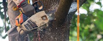  Sea Ranch, CA Tree Care Pros