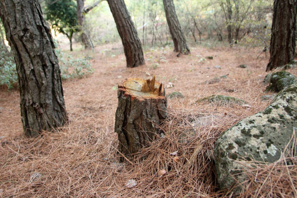 Best Tree Health Inspection  in Sea Ranch, CA