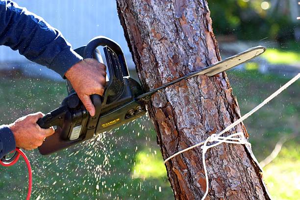 Best Firewood Processing and Delivery  in Sea Ranch, CA