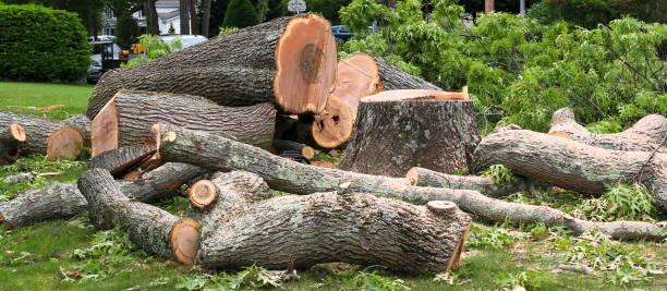 Best Tree Mulching  in Sea Ranch, CA