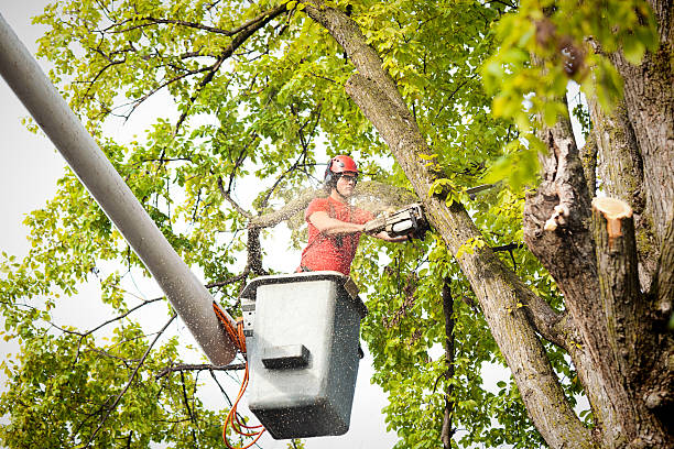 Leaf Removal in Sea Ranch, CA