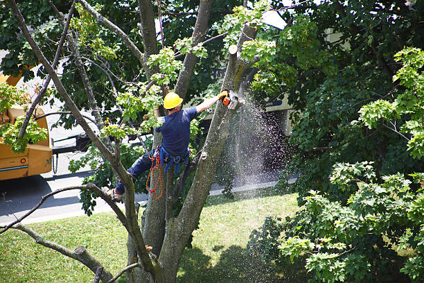 Best Tree Maintenance Programs  in Sea Ranch, CA