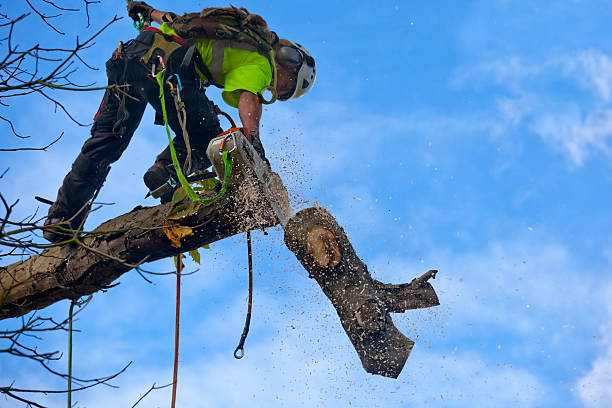 Tree and Shrub Care in Sea Ranch, CA