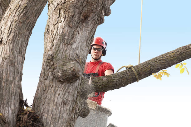 Best Tree Disease Treatment  in Sea Ranch, CA